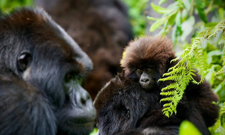 4 Days Virunga Gorillas & Mount Nyiragongo Hiking Safari