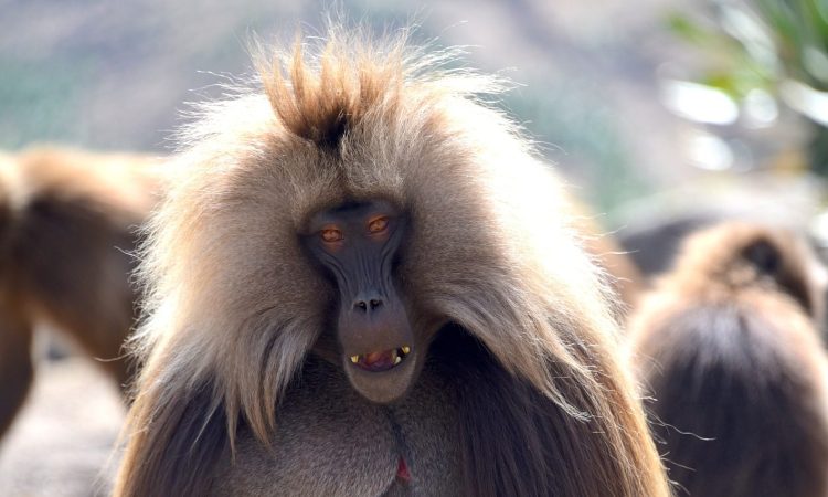 5-Day Trekking Adventure in Ethiopia's Simien Mountains