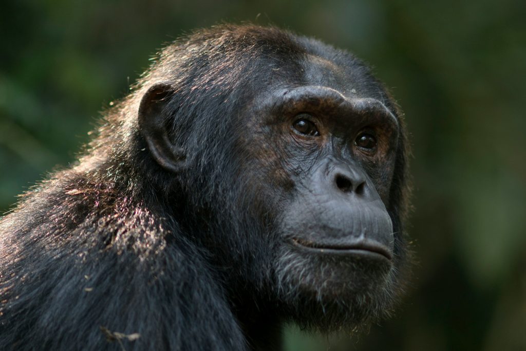3 Days Chimpanzee Trekking in Kibale Forest National Park Uganda