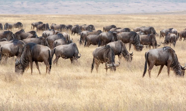 5-Day Ultimate Tanzania Safari to Lake Manyara, Serengeti & Ngorongoro