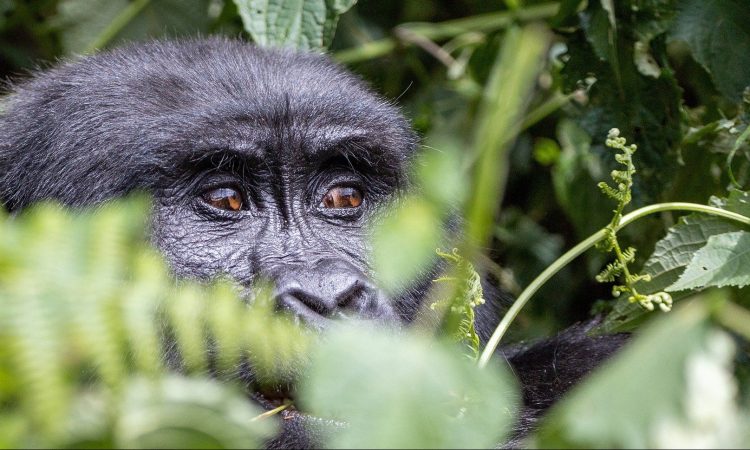 5 Days Uganda Gorillas & Mount Karisimbi Volcano Hiking Safari