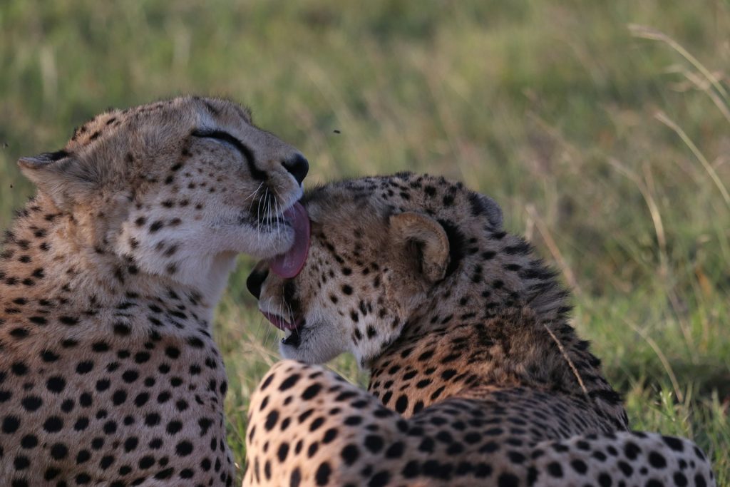 6-Day Masai Mara & Tsavo Safari Highlights
