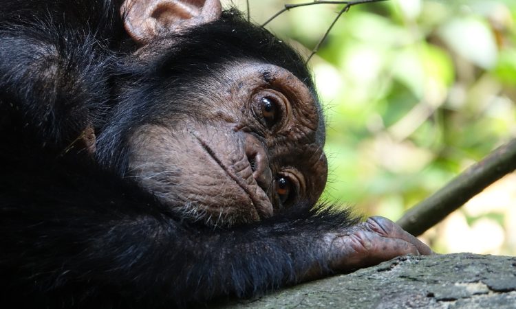 6 Days Akagera Wildlife & Chimpanzee Trekking Safari in Nyungwe