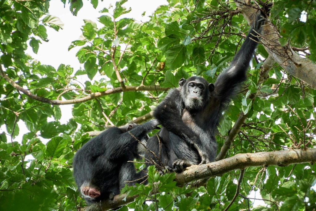 4 Days Murchison Wildlife Tour & Chimpanzee Trekking Safari