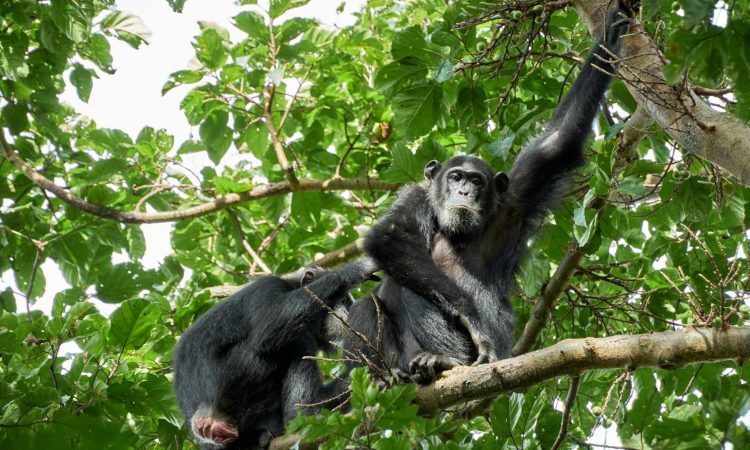 About Chimpanzees