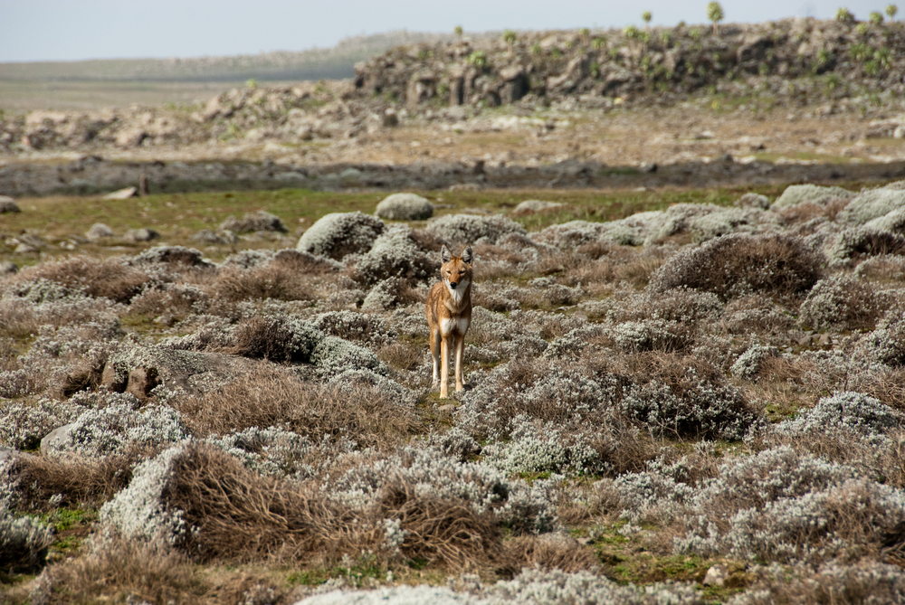 Detailed 10-Day Bale Mountains Trekking Itinerary