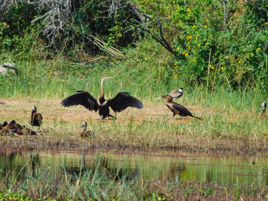 Detailed 10-Day Rwanda Birding Tour Itinerary