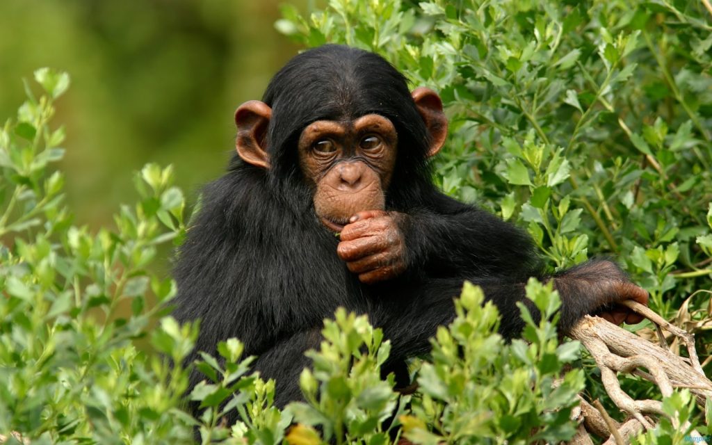 Chimpanzee Habituation Rules & Regulations