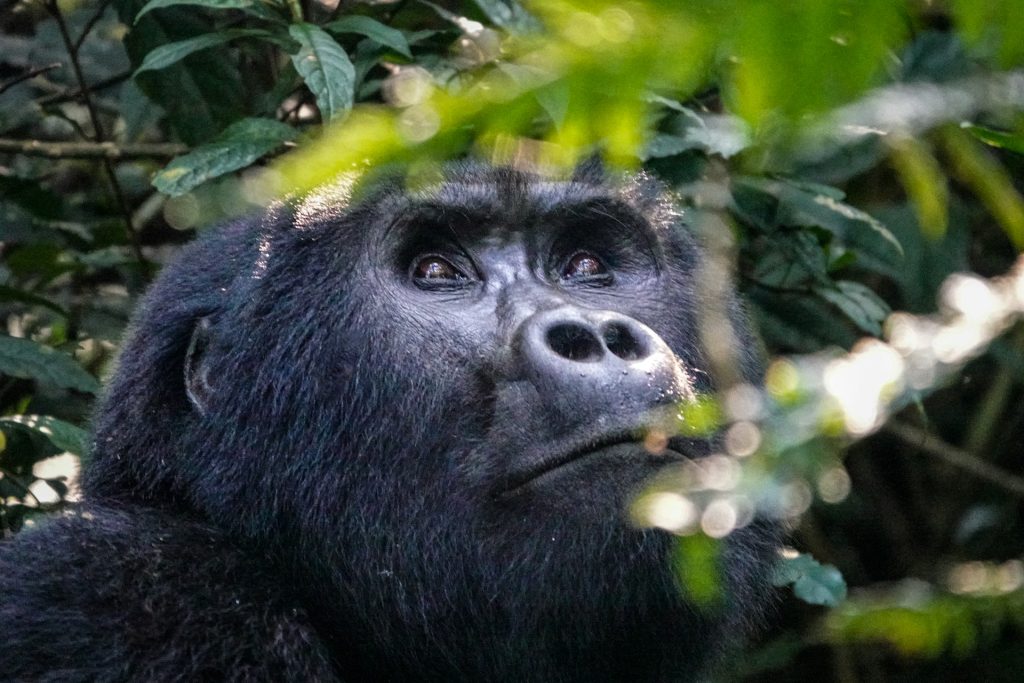 Detailed 5-Day Rwanda Gorilla Trek & Ngorongoro Safari Itinerary