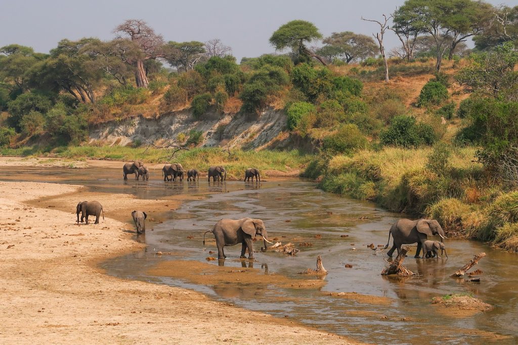 Highlights of the 3-Day Lake Manyara & Tarangire Safari