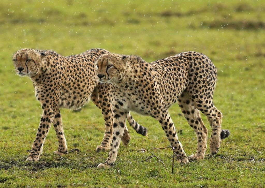 Highlights of the 3-Day Masai Mara Flying Safari