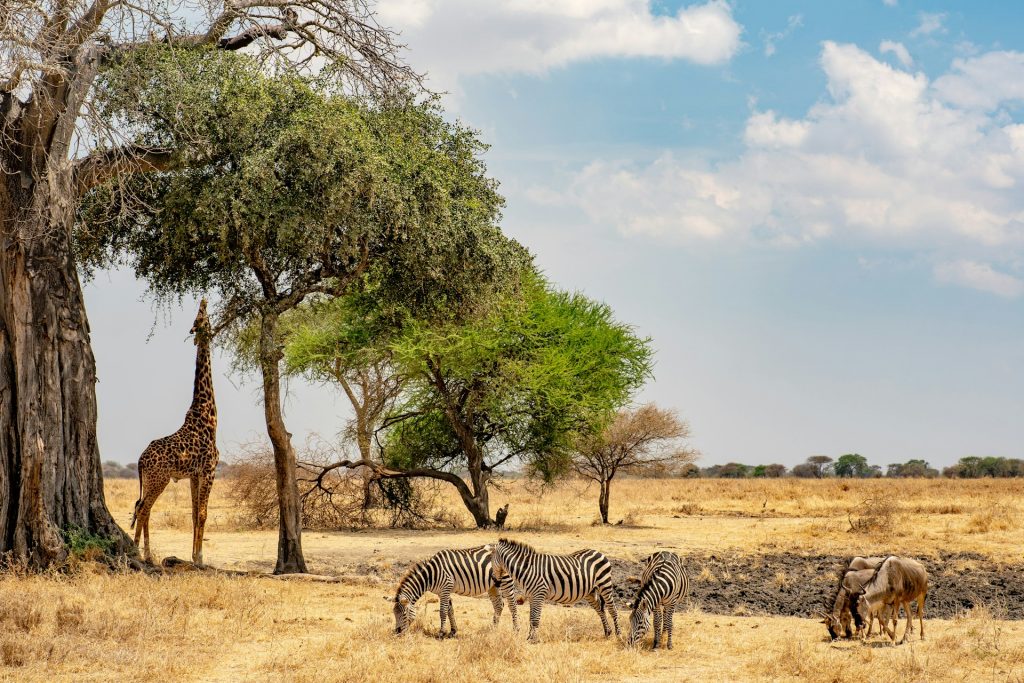 Highlights of the 4-Day Tanzania Safari
