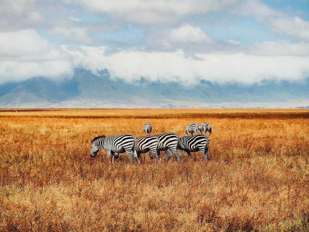 Highlights of the 5-Day Tanzania Safari
