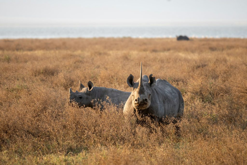Highlights of the 7-Day Tanzania Safari
