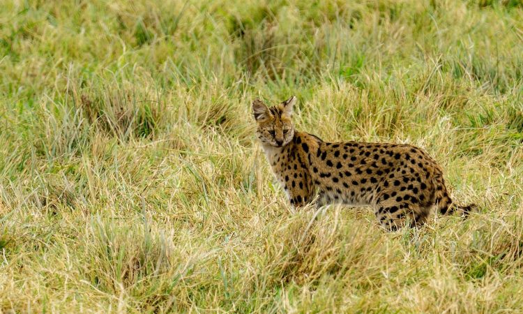 15 Days Tanzania Wildlife Safari & Zanzibar Beach Holiday