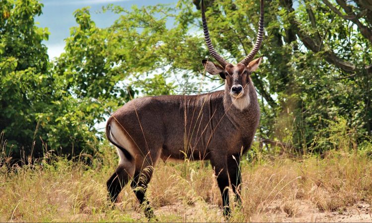 15 Days Uganda Primates, Wildlife & Leisure Safari Tour