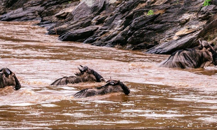 18 Days East African Primates, Big Cats & Big 5 Safari