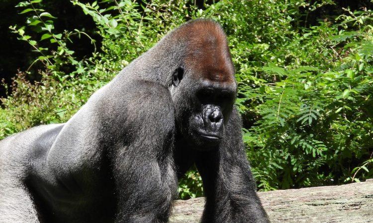 2 Days Lowland Gorilla Trekking in Kahuzi-Biega National Park in Congo