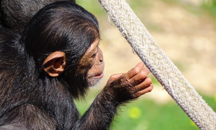 2 Days Nyungwe Forest Chimpanzee Trekking & Canopy Walk Tour