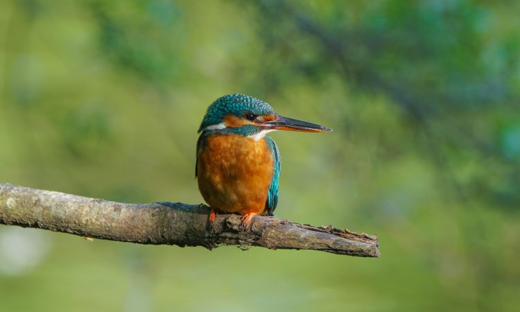 21-Day Ultimate Uganda Birding Safari Experience