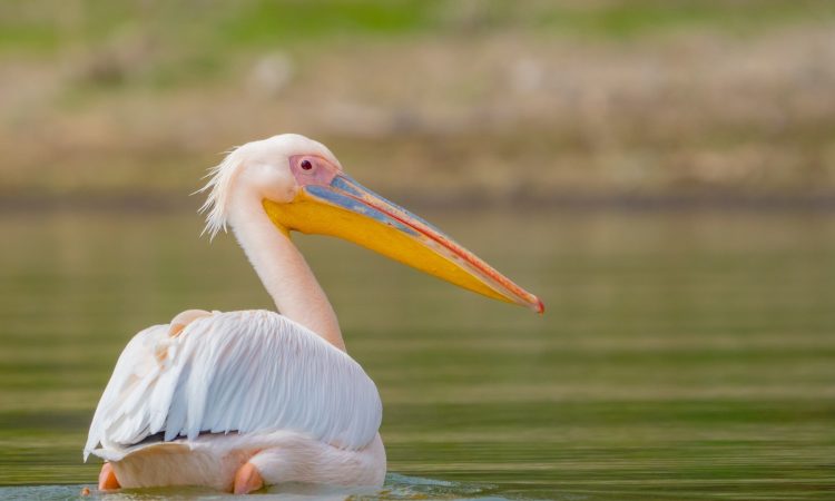 3 Days Lake Nakuru & Naivasha Wildlife Safari Tour in Kenya