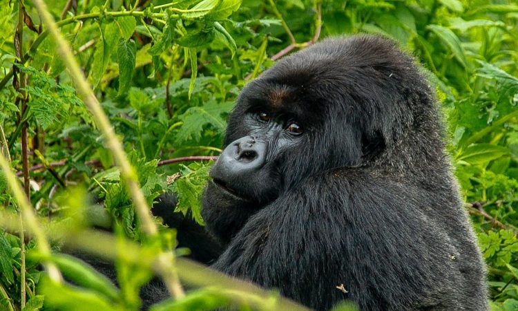 3 Days Lowland Gorilla Trekking in Congo's Kahuzi-Biega National Park