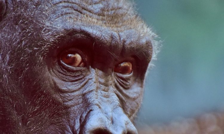 3 Days Lowland Gorillas & Snake's Park Tour Visit in Bukavu