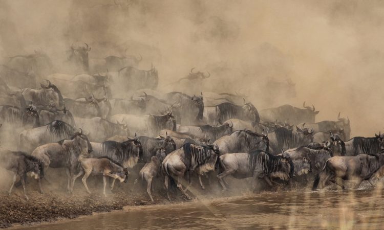 3 Days Maasai Mara Wildebeest Migration Safari in Kenya