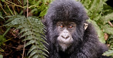 3 Days Virunga Gorillas Trekking Adventure Tour in DR Congo