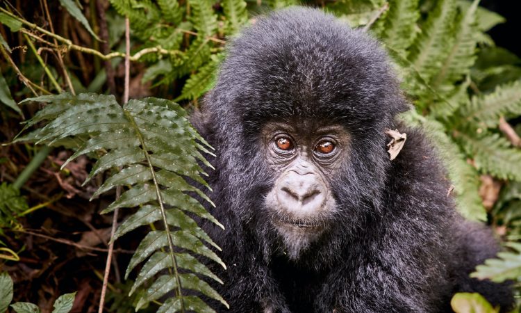 3 Days Virunga Gorillas Trekking Adventure Tour in DR Congo