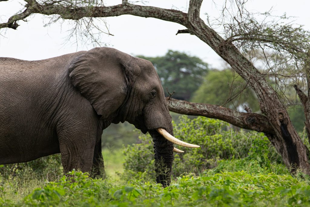 35-Day East Africa Safari Highlights