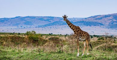 35 Days Mega East Africa Tour - Primates & Wildlife