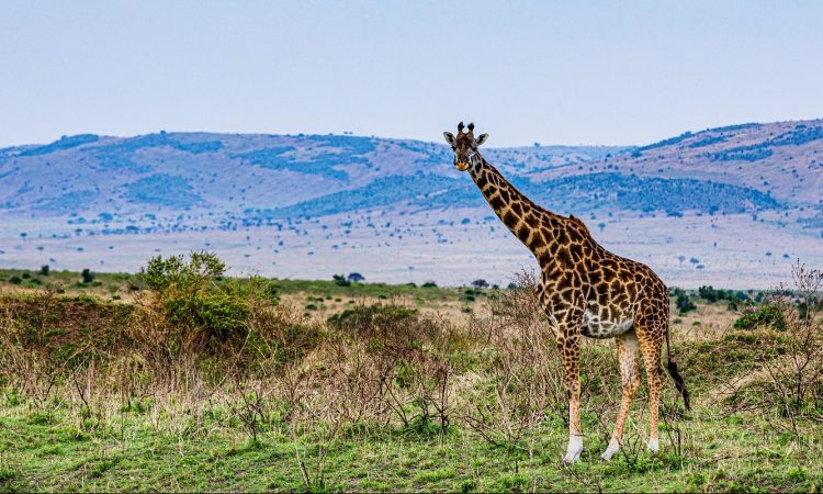 35 Days Mega East Africa Tour - Primates & Wildlife