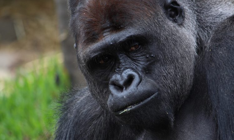 4 Days Lowland Double Gorilla Trekking Safari in Kahuzi-Biega