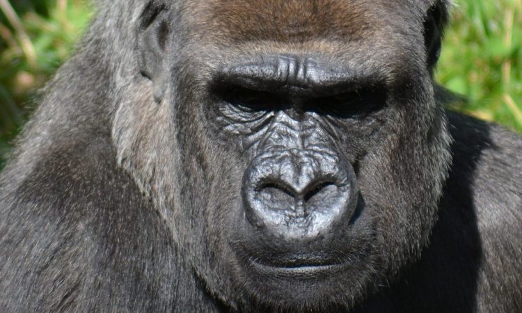 4 Days Lowland Gorilla Trekking & Mountain Hiking Tour Congo