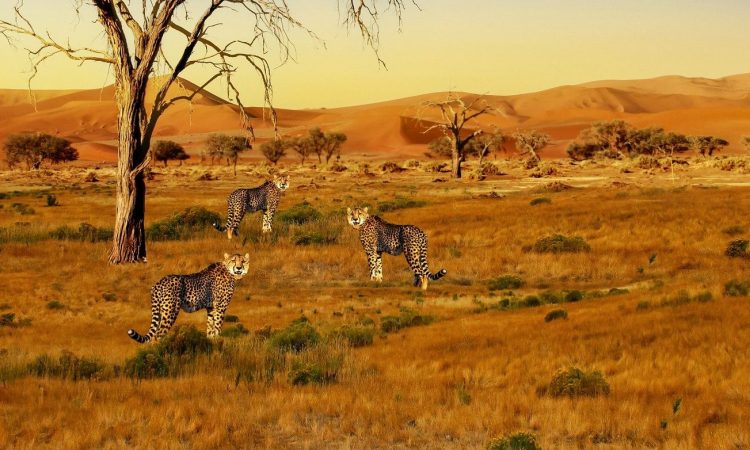 5 Days Rwanda Gorilla trek & Serengeti Wildlife Safari Tour