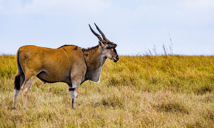 5 Days Rwanda Gorillas Trek & Maasai Mara Wildlife Safari