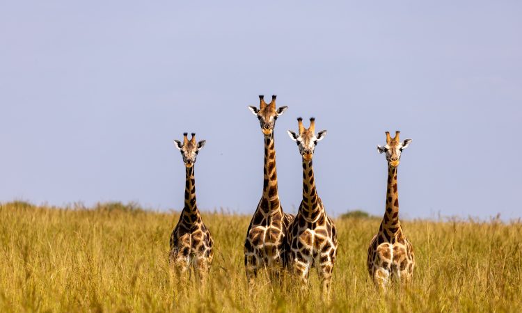 6 Days Murchison Falls & Serengeti Wildlife Viewing Safari