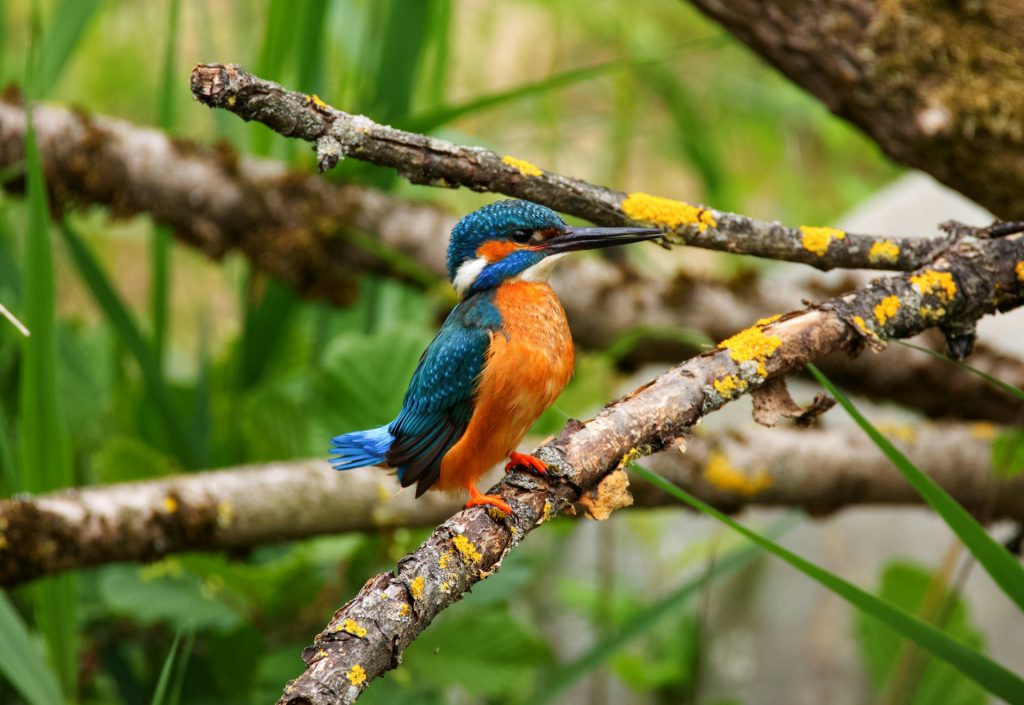 Detailed 21-Day Uganda Birding Tour Itinerary