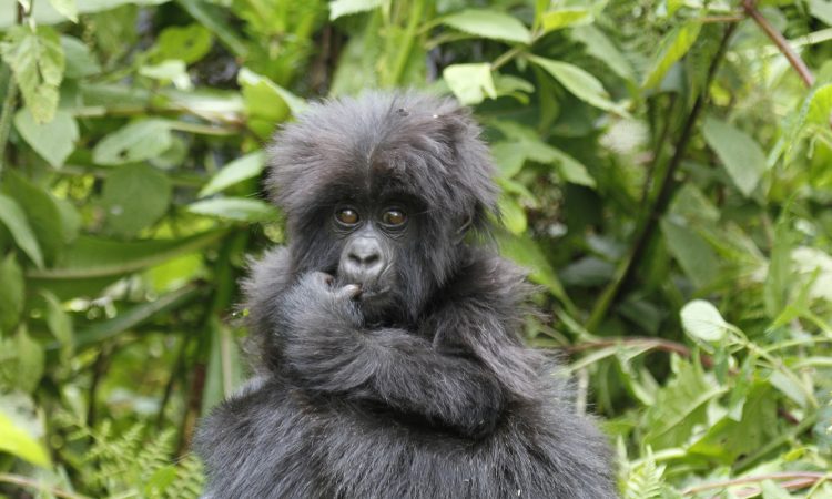 Gorilla Trekking in Bwindi Impenetrable Forest National Park