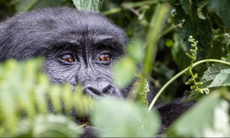 Gorilla Trekking in Mgahinga Gorilla National Park Uganda