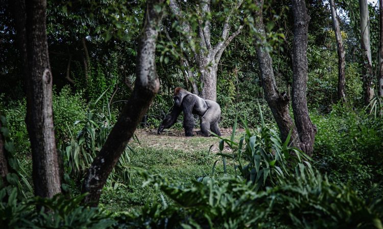Lowland Gorilla Trekking in Kahuzi-Biega National Park Congo