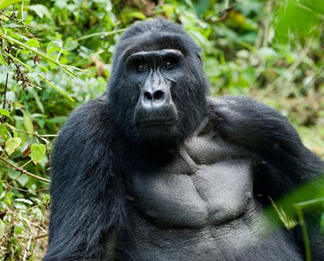 Mgahinga Gorilla Trips