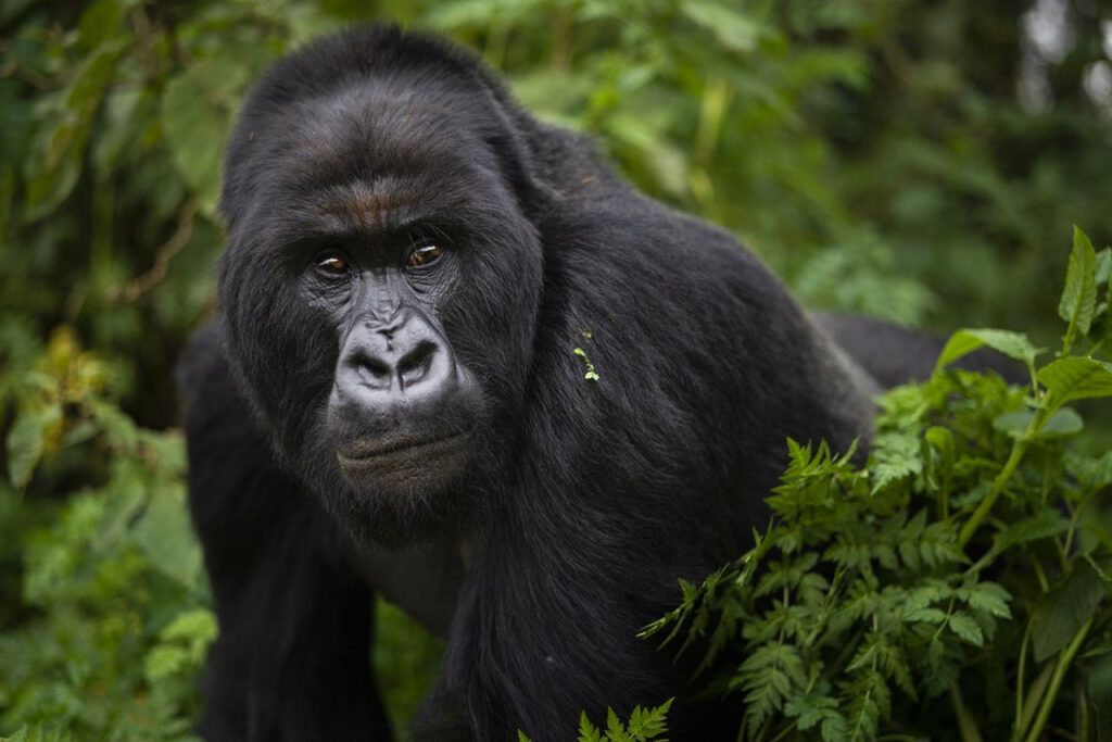 Discover the Gorilla Families of Uganda