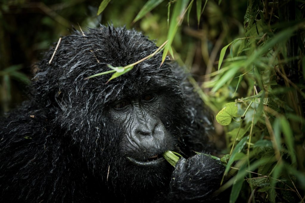 Rwanda Gorilla Trekking Tours