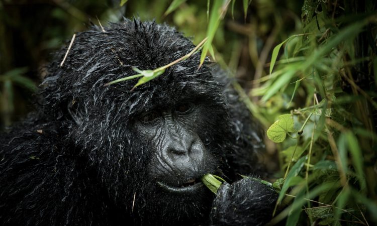 Rwanda Gorilla Trekking Tours