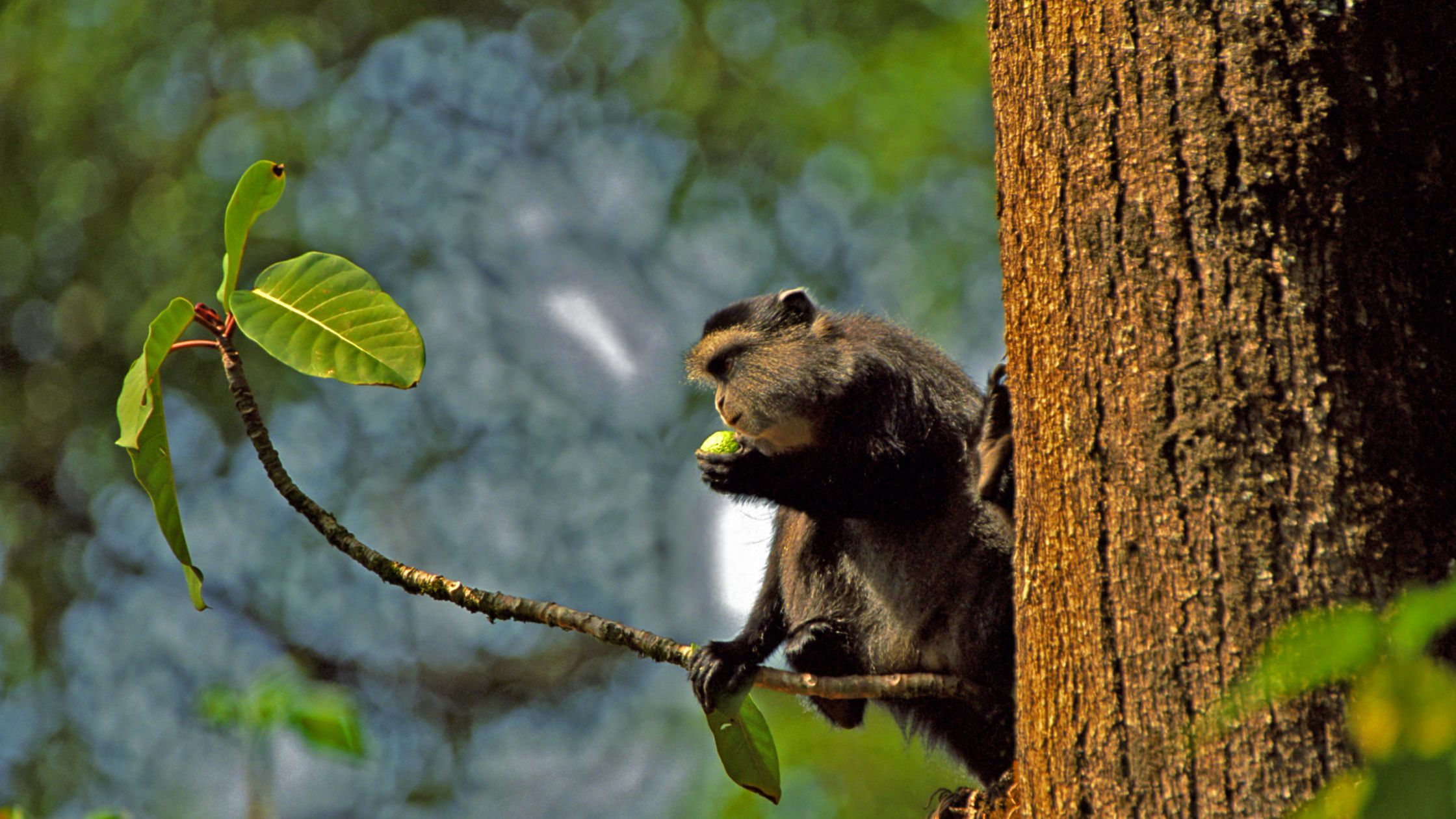 Kakamega Forest Gorilla Trekking Uganda