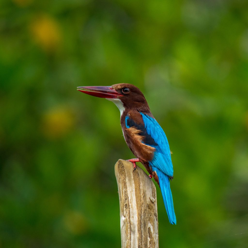 King Fisher