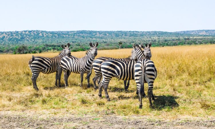 Rwanda Safaris & Tours - Visit Rwanda for Unforgettable Safari Holidays