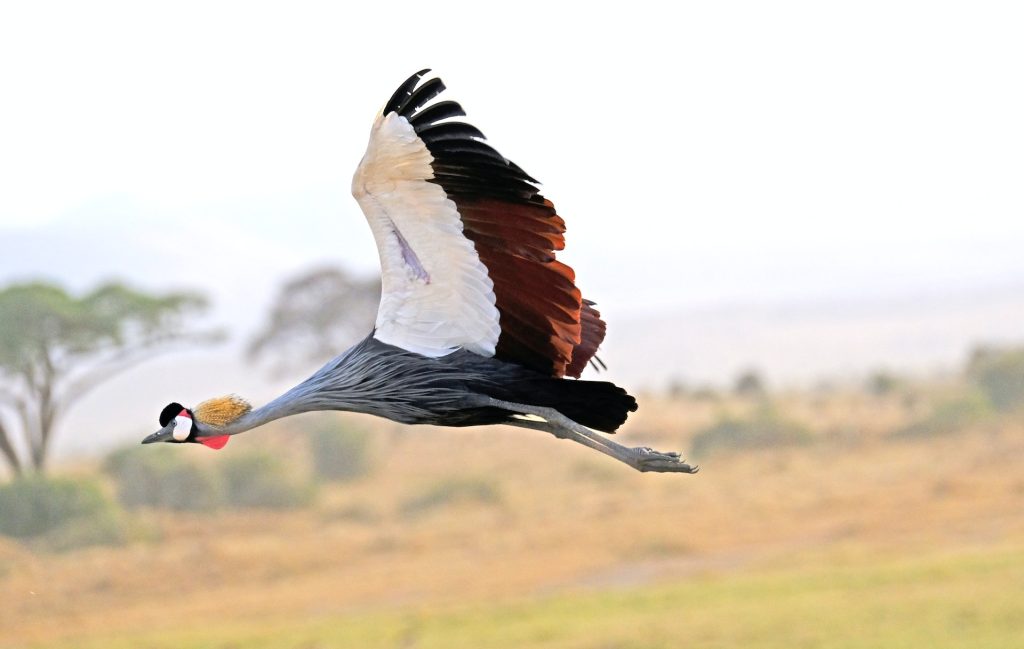 The Uganda National Bird